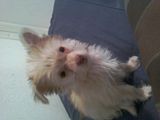 Dolce-1.jpg image by tweetybirdpatsy